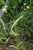 Valerianella dactylophylla