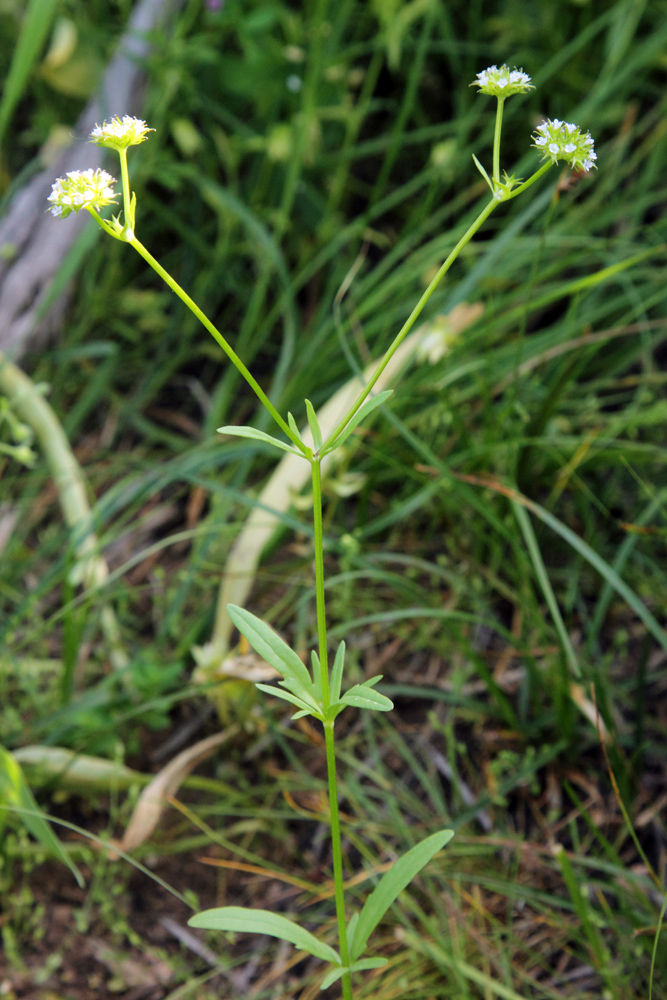 Изображение особи Valerianella dactylophylla.