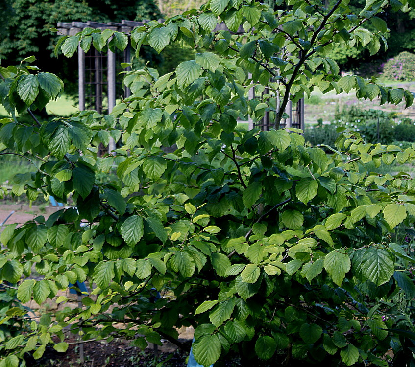 Изображение особи Hamamelis virginiana.