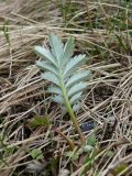 Potentilla подвид groenlandica