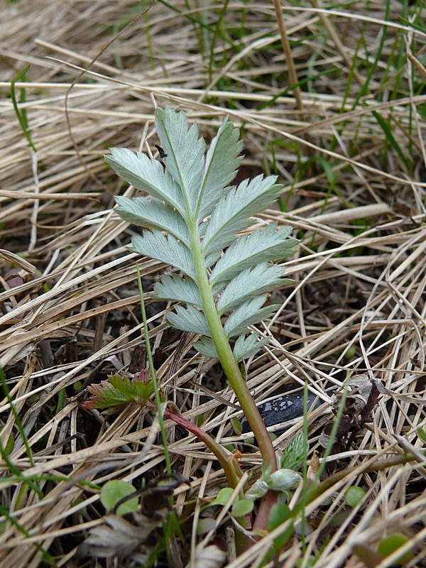 Изображение особи Potentilla anserina ssp. groenlandica.