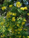Hippocrepis emeroides