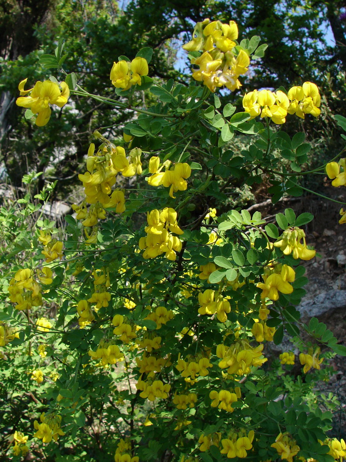 Изображение особи Hippocrepis emeroides.