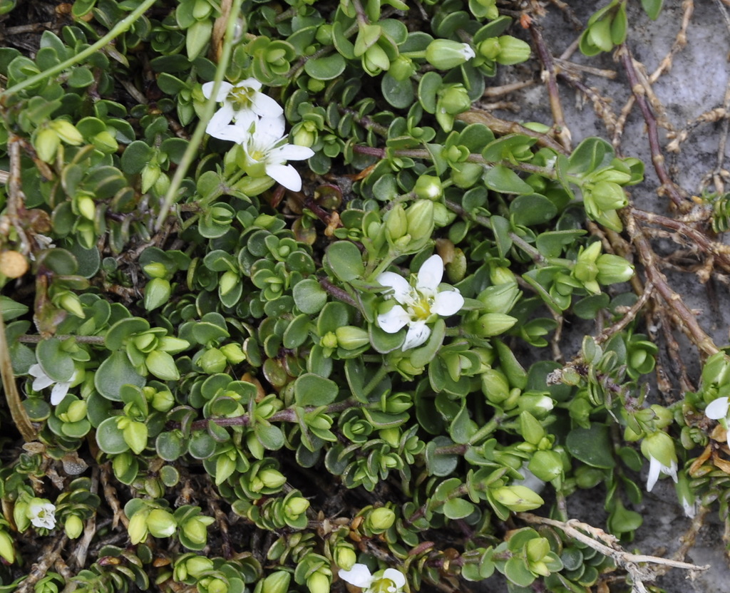 Изображение особи Arenaria rotundifolia.