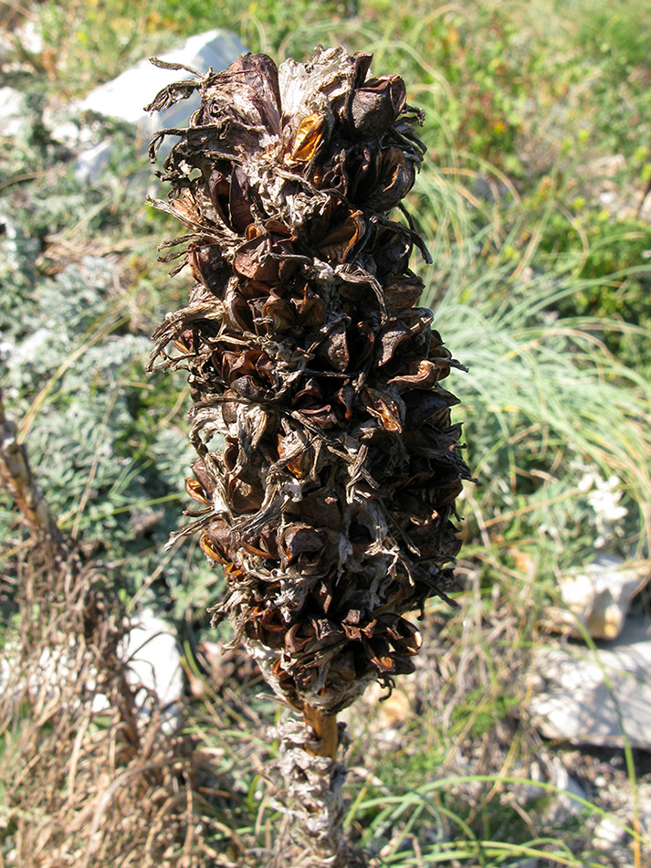 Изображение особи Asphodeline taurica.