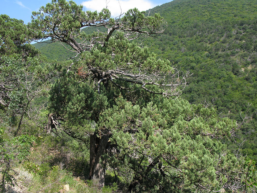 Image of Juniperus excelsa specimen.
