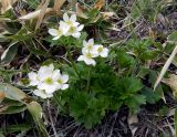 Anemonastrum villosissimum