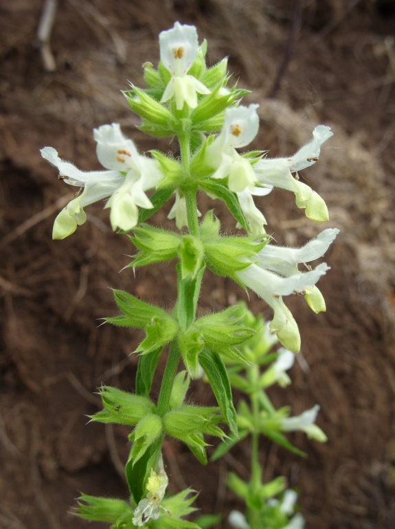 Image of Stachys annua specimen.