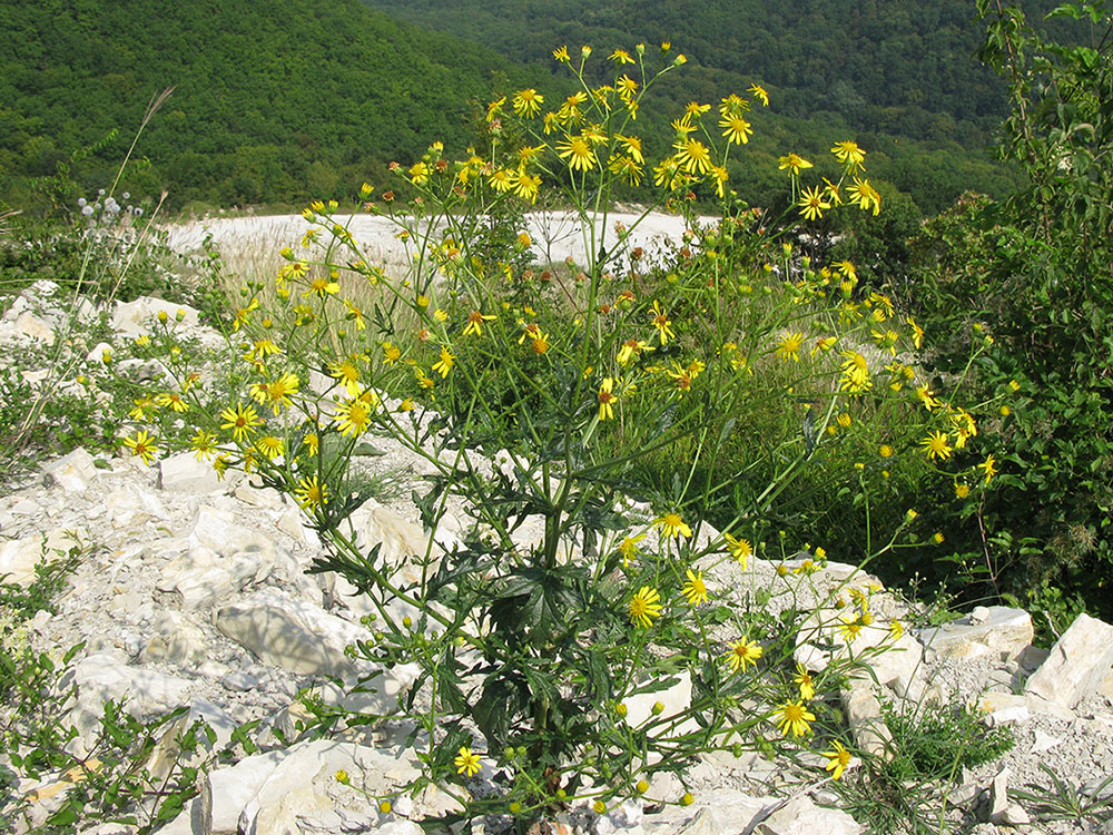 Image of Senecio grandidentatus specimen.