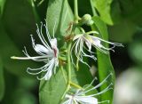 Capparis micracantha. Часть побега с цветками. Таиланд, остров Тао. 25.06.2013.