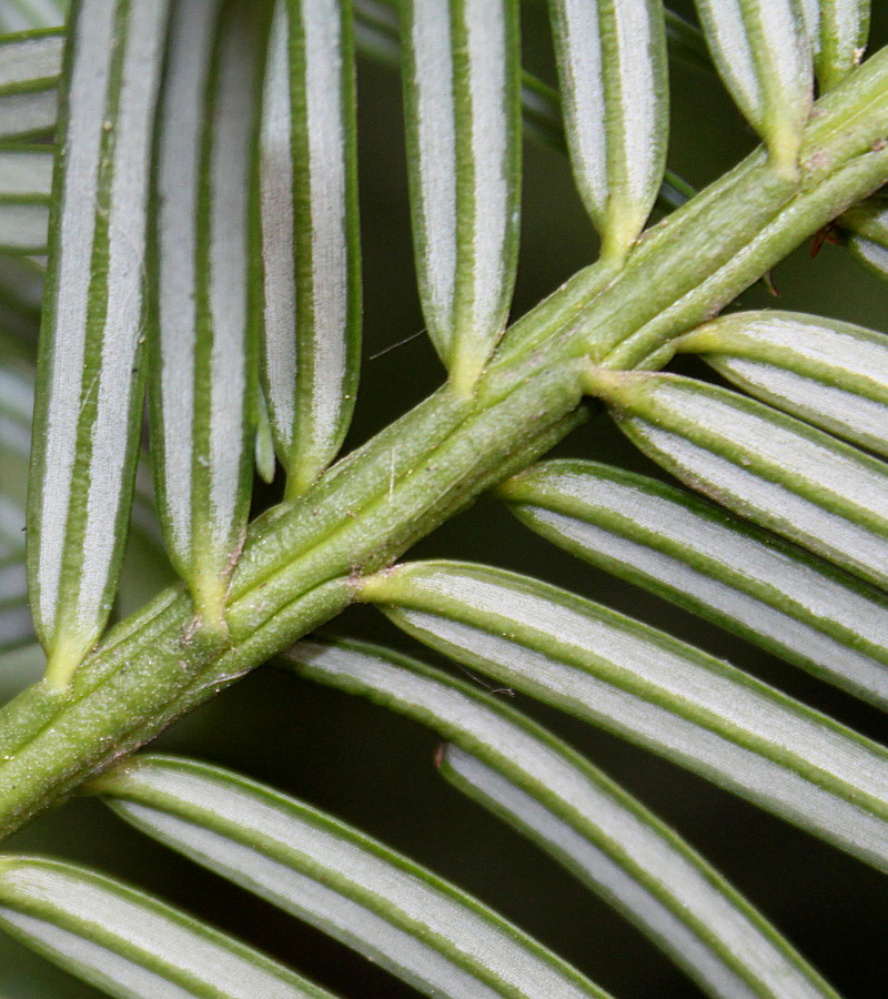 Image of Cephalotaxus harringtonia var. drupacea specimen.