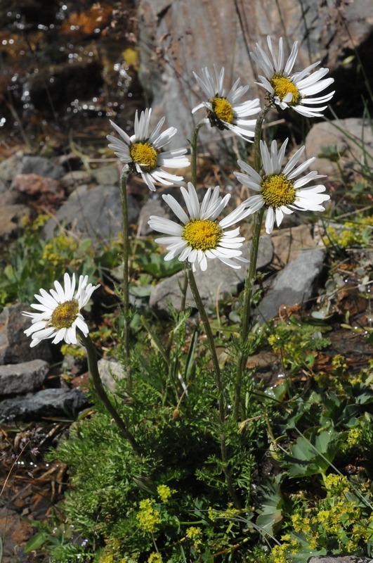 Изображение особи Pyrethrum karelinii.