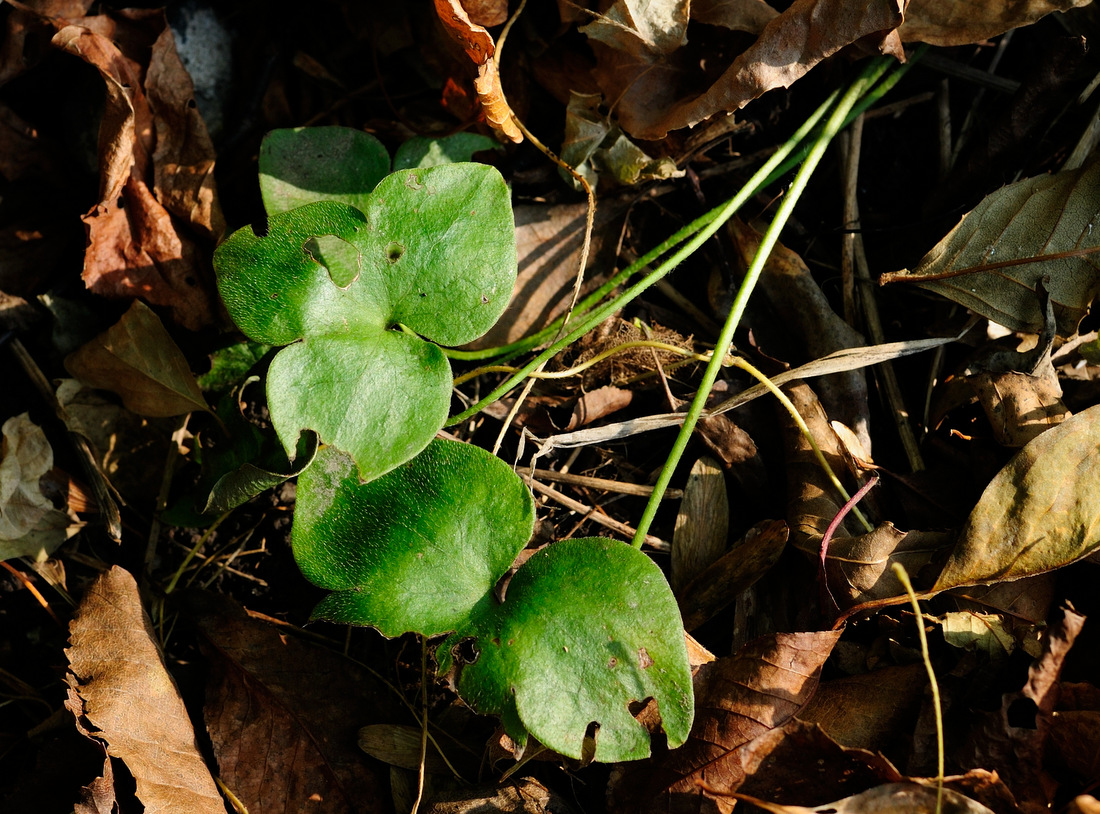 Изображение особи Hepatica asiatica.