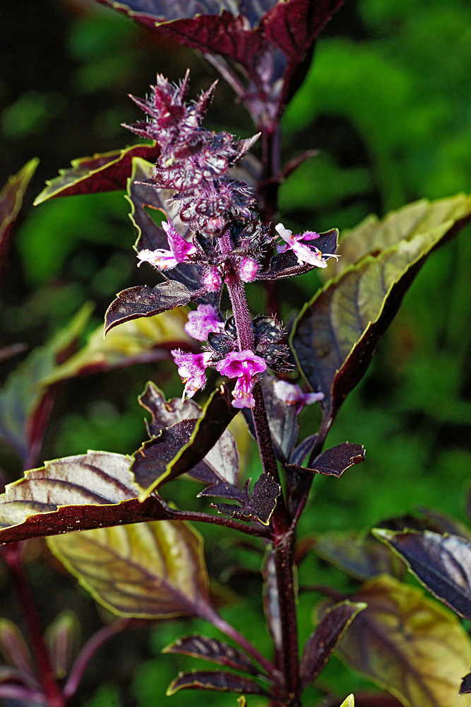 Изображение особи Ocimum basilicum.