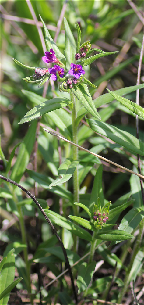 Image of Aegonychon purpureocaeruleum specimen.