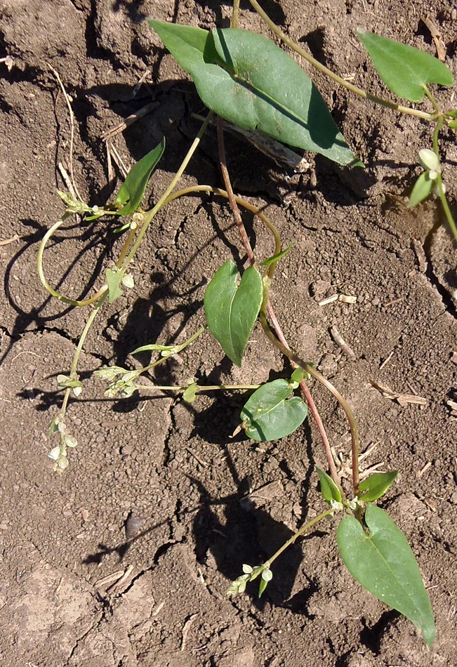 Image of Fallopia convolvulus specimen.