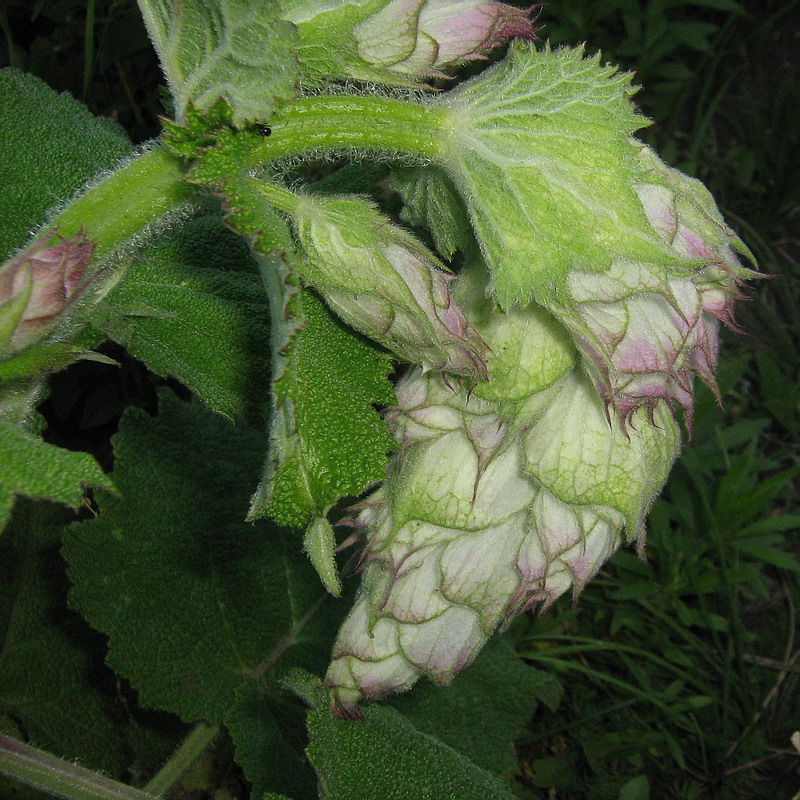 Image of Salvia sclarea specimen.