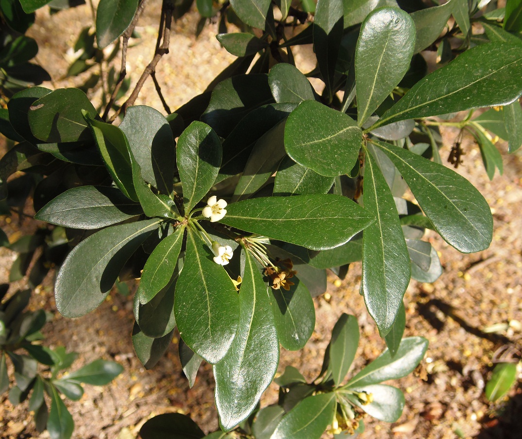 Image of Pittosporum heterophyllum specimen.