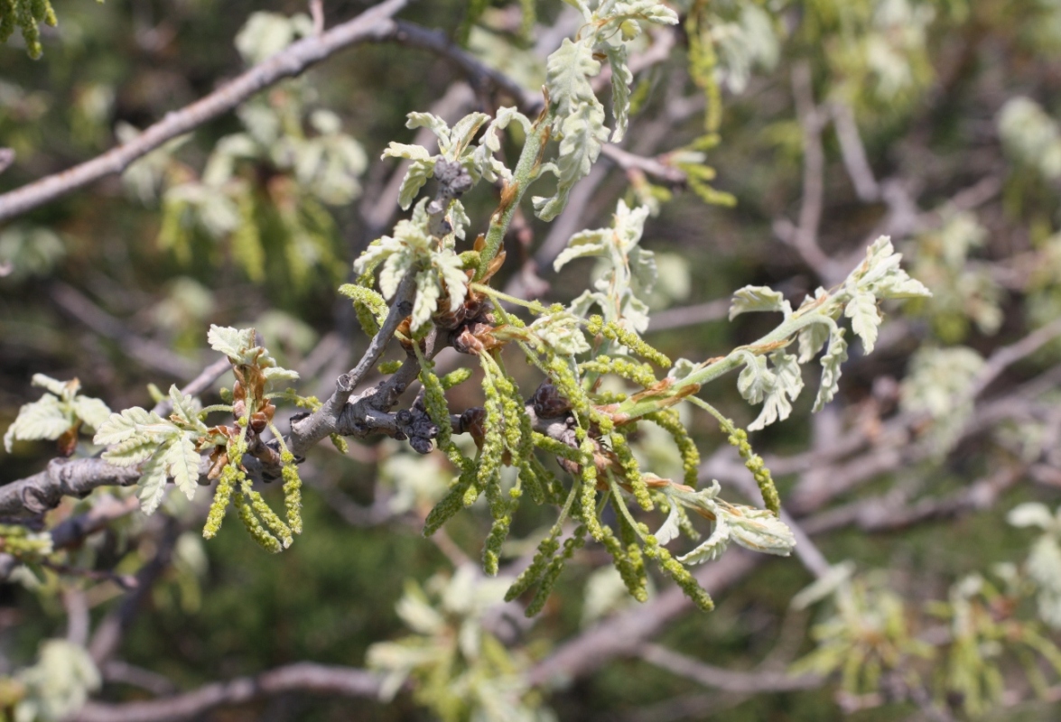 Изображение особи Quercus pubescens.