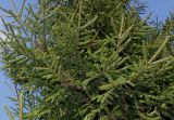 genus Picea