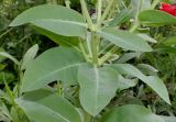 Euphorbia marginata