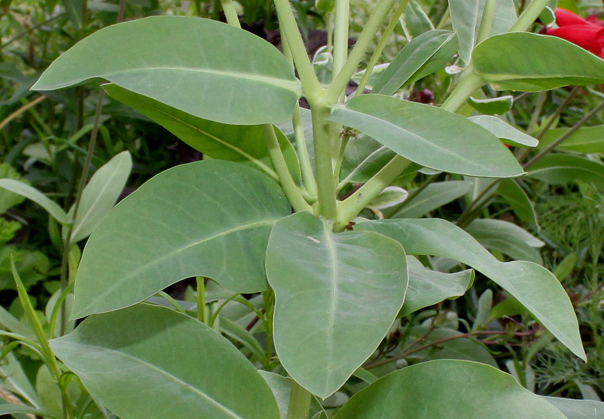 Image of Euphorbia marginata specimen.