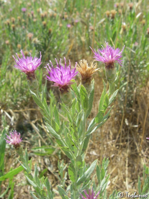 Image of Acroptilon repens specimen.