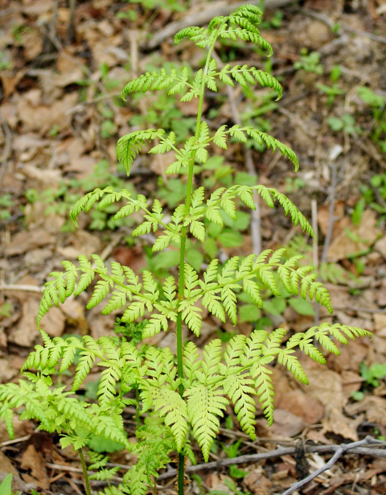 Image of Dryopteris expansa specimen.