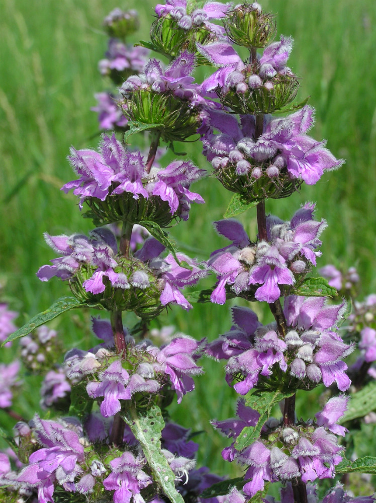 Image of Phlomoides tuberosa specimen.