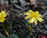 Ficaria calthifolia