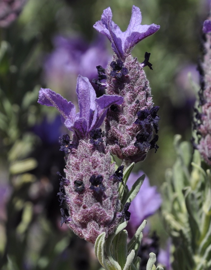 Изображение особи Lavandula stoechas.