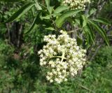 Sambucus sibirica