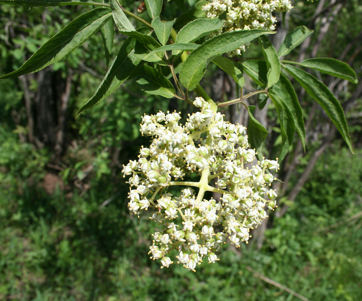 Изображение особи Sambucus sibirica.