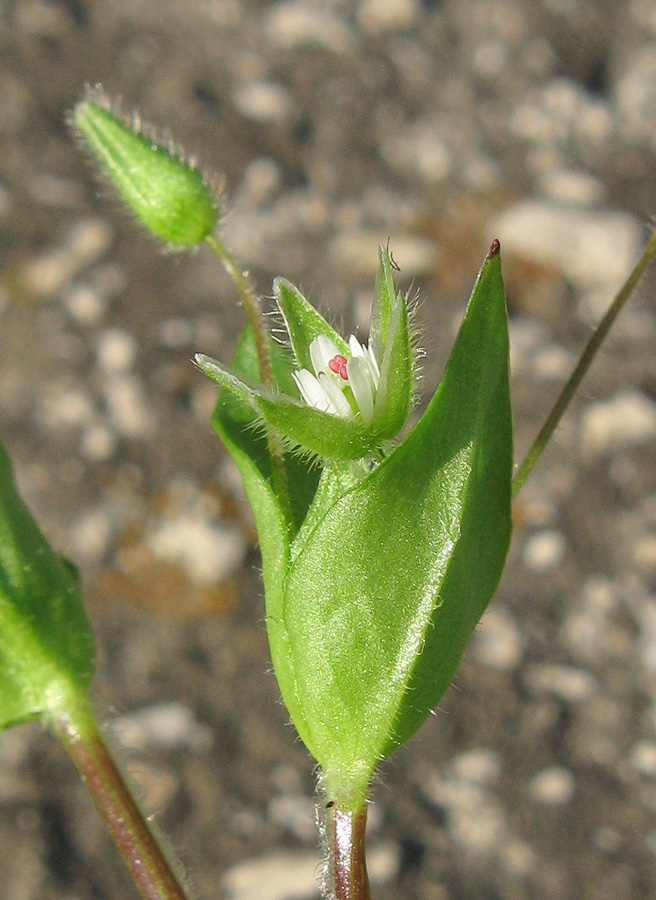 Image of Stellaria media specimen.