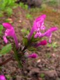 Lamium amplexicaule