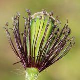 genus Papaver. Цветок с удалёнными лепестками. Ростовская обл., Неклиновский р-н, Николаевское с/п, балка. 07.05.2014.