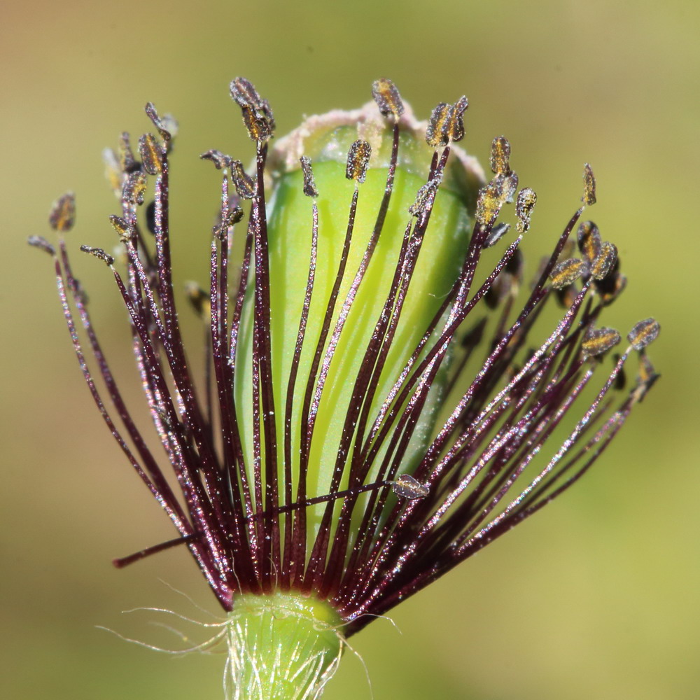 Изображение особи род Papaver.