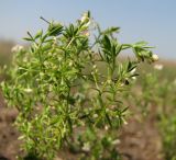 Galium humifusum