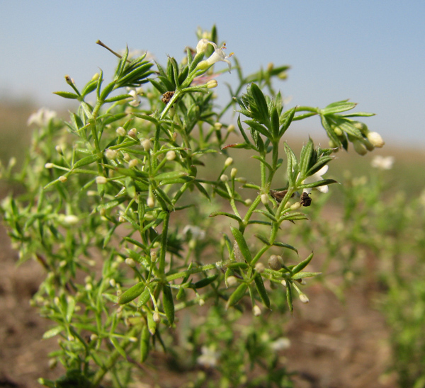 Изображение особи Galium humifusum.