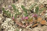 Astragalus oxyglottis