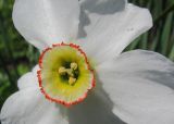 Narcissus poeticus. Часть цветка. Татарстан, г. Бавлы, сад. 17.05.2014.