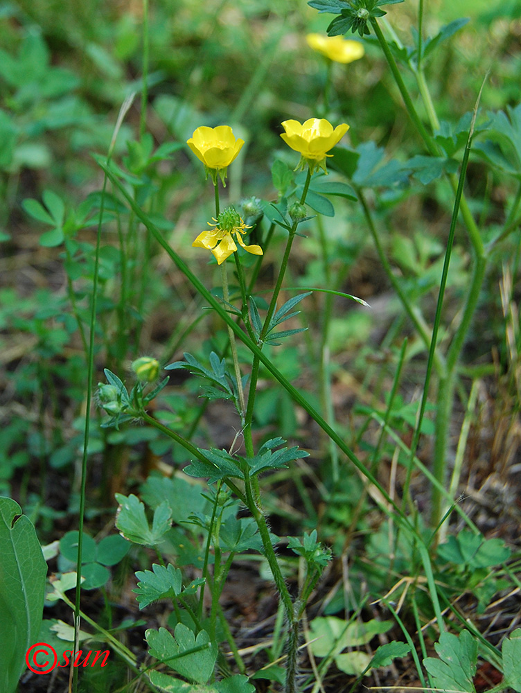 Image of Ranunculus sardous specimen.