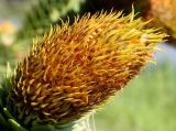 Araucaria araucana. Микростробил мужского растения. Германия, г. Дюссельдорф, Ботанический сад университета. 04.05.2014.