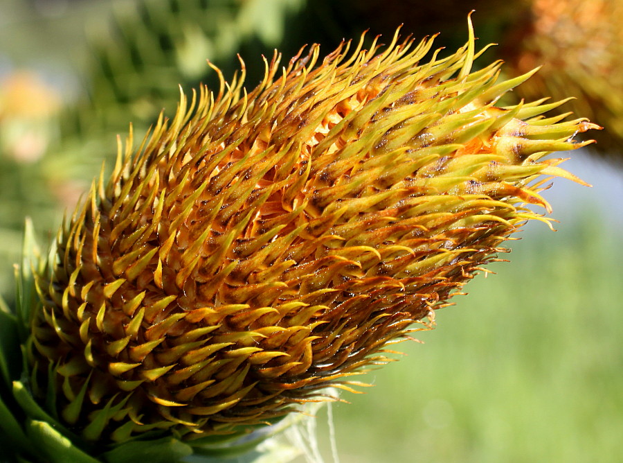 Изображение особи Araucaria araucana.