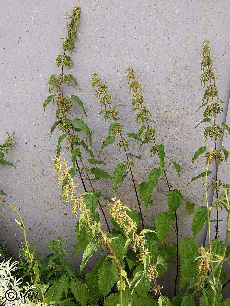 Image of Urtica dioica specimen.