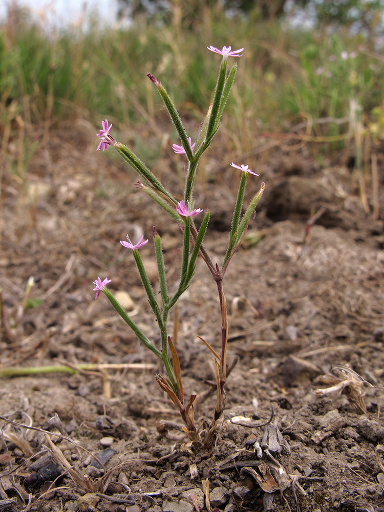 Image of Velezia rigida specimen.