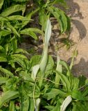 Pinellia pedatisecta. Верхушка цветущего растения. Германия, г. Дюссельдорф, Ботанический сад университета. 02.06.2014.