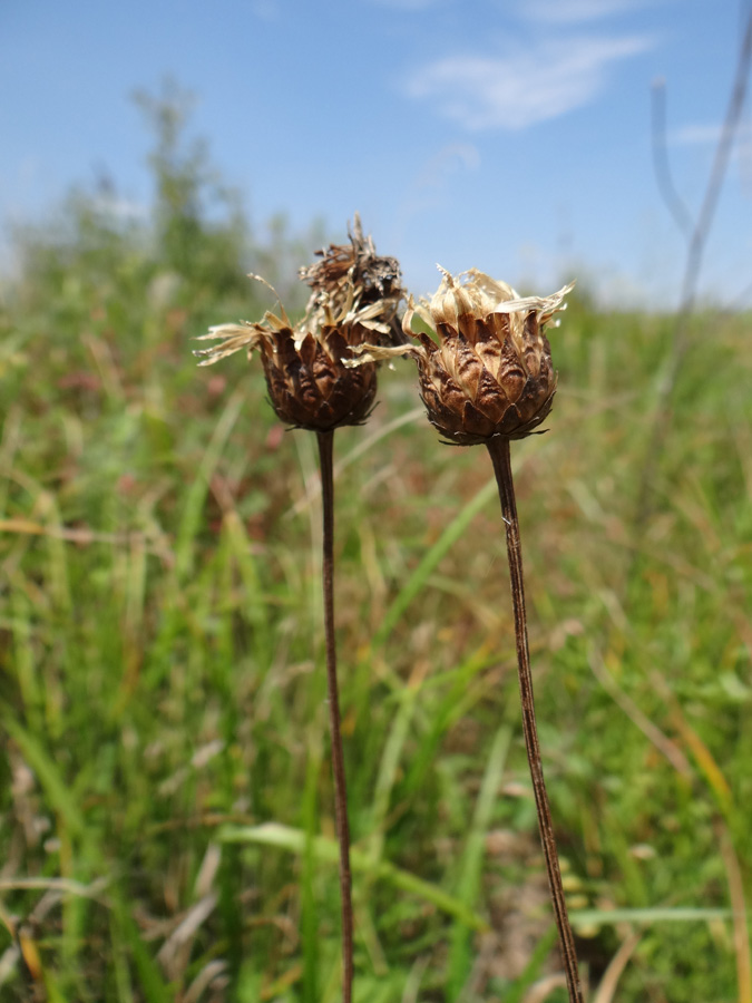 Image of Klasea bulgarica specimen.