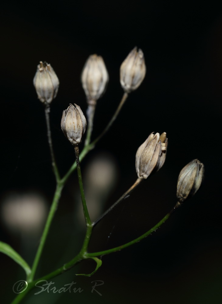 Изображение особи Lapsana communis.