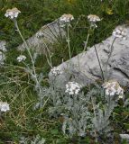 Achillea ambrosiaca